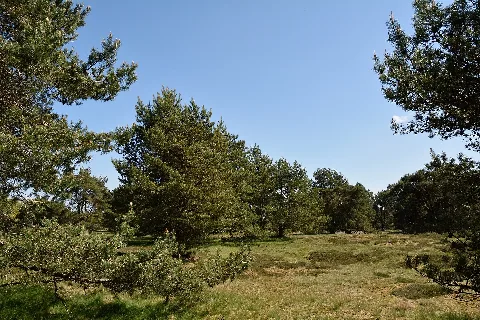 Schleswig Holstein, Bark, Naturschutzgebiet 30 Nik 4200