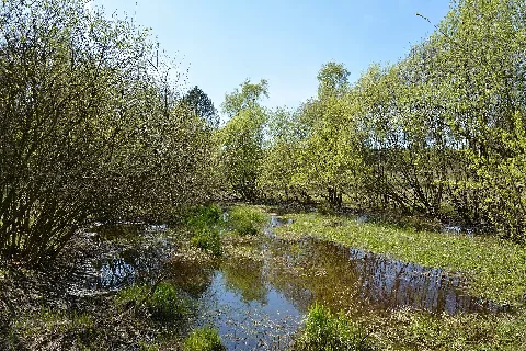 Schleswig Holstein, Bark, Wittenborner Heide Nik 6033