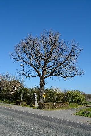 Schleswig Holstein, Tornesch, Naturdenkmal 12 01 Nik 2219
