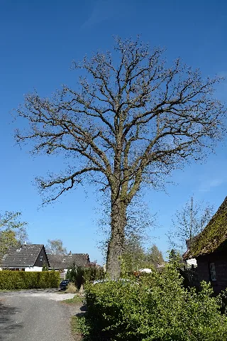 Schleswig Holstein, Tornesch, Naturdenkmal 12 02 Nik 2261