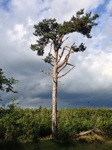 Schwarzföhre (Pinus Nigra Austriaca)