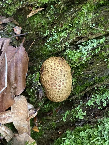 Scleroderma Citrinum 175992411