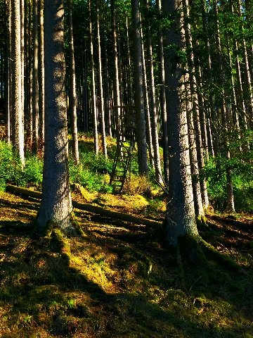 Shadows In The Green Panoramio