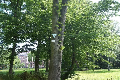 Hedwigstraße