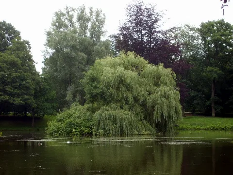 Stadtparkteichhl