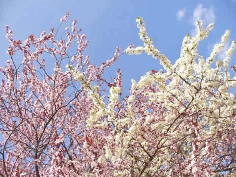 Steglitz Fruehlingsblute (Spring Blossom) Geo.hlipp.de 35221