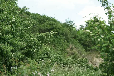 Steinbrucheilsbuschteilansicht