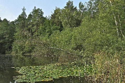 Stiefelweiher 2019 02