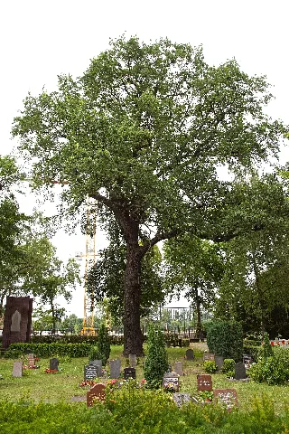 Eine Stiel-Eiche (Quercus robur) im Bezirk Friedrichshain-Kreuzberg in Berlin, als Naturdenkmal ausgezeichnet; 2-11/B (V-15/B)
