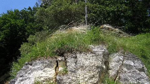 Stipa Pulcherrima Ssp. Bavarica Auf Felsnase Am Finkenstein Bei Neuburg A.d. Donau