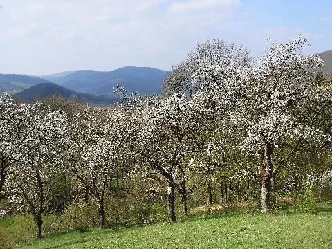 Das Naturschutzgebiet und Natura 2000-Gebiet liegt in den Gemarkungen der Gemeinden Lindewerra und Bornhagen der Verwaltungsgemeinschaft Hanstein-Rusteberg im thüringischen Landkreis Eichsfeld. Es befindet sich innerhalb des Bundsandsteingebiets des Höhebergs. Das Naturschutzgebiet hat die thüringeninterne Kennung 194 und den WDPA-Code 164048. Als FFH-Gebiet hat es in Thüringen die Nummer 16, die europäische Gebietsnummer 4625-303 und den WDPA-Code 555519946. Es liegt vollständig im EU-Vogelschutzgebiet „Werrabergland südwestlich Uder“ mit der Gebietsnummer 4626-420, der thüringeninternen Nummer 12 und dem WDPA-Code 555537539.