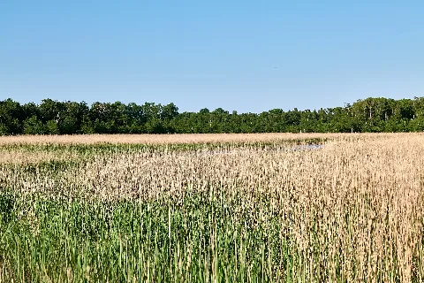 Teerbrennersee Darß Nlp Vorpommersche Boddenlandschaft 2023 06 07 03