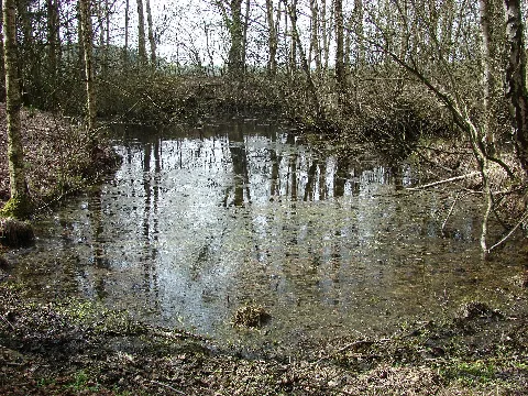 Teich Gerdehauser Moor