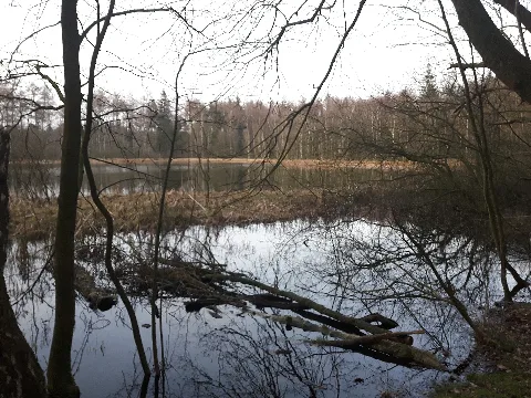 Teich Im Mückenwald 2017
