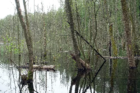 Teufelsbruch und Nebenmoore