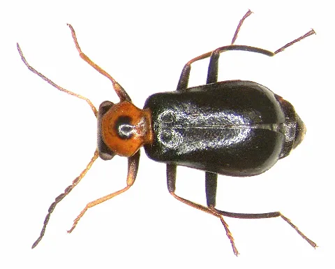 Troglops Albicans (2964359274)