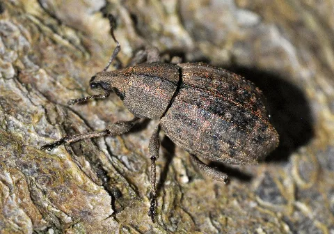 Tropiphorus elevatus (Herbst, 1795). Body length 7.6 mm without antennae. Germany: Niedersachsen, Göttingen, Göttinger Wald.