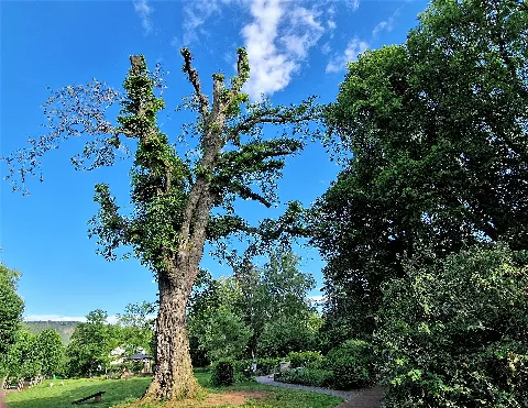 Old elm (Ulmus glabra) in the Heinrich Heine spa gardens in Heilbad Heiligenstadt in the district of Eichsfeld, Thuringia. The old elm has now been severely pruned.