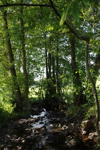 Ulrichstein Bobenhausen Ii Hoher Vogelsberg Np Gilgbach E