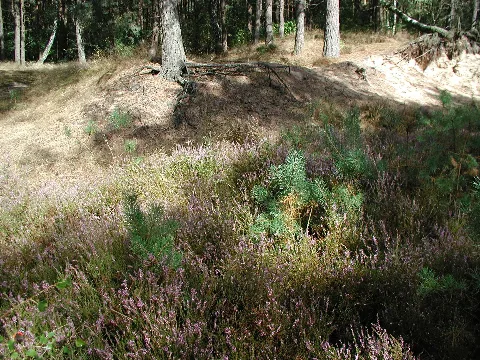 Unterholz Und Heide Wacholderhain Haseluenne