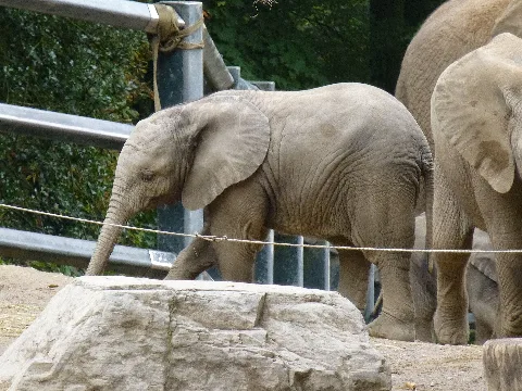 Verleihung Der Eghn Plakette An Den Zoo Wuppertal 003