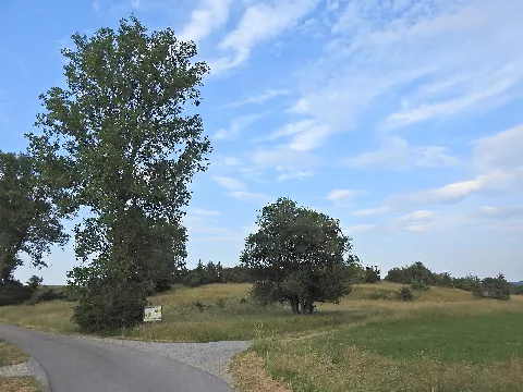 Wacholderheide An Der Straße Honhardt Jagstheim