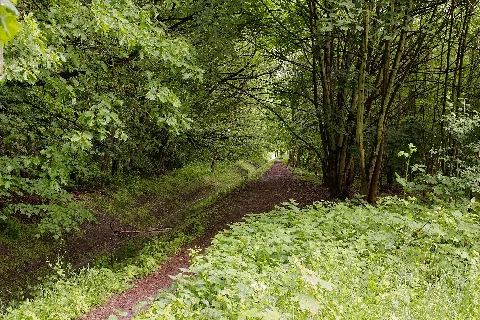 Wäldchen Am Königsgraben 20140509 28