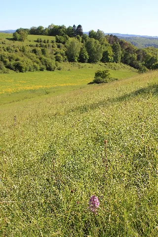 Weiertal Mit Orchideen Naturschutzgebiet Koppelstein Helmestal