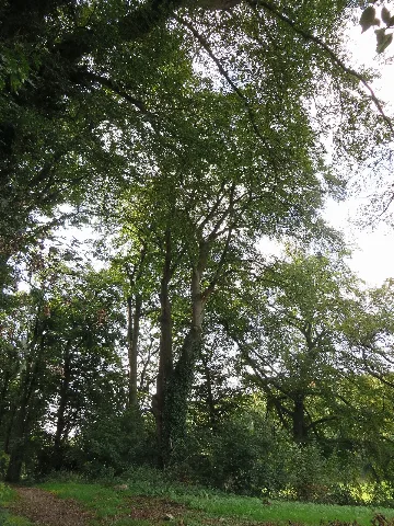 Kiefernweg