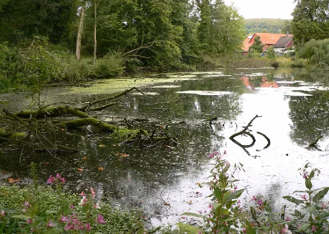 Wrisbergholzen Teich Baum Sommer