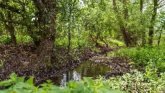 022 2015 05 06 Feuchtwiese Im Bruch (Wiki Loves Earth 2015)