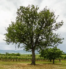 064 2015 05 25 Speierling Am Hohlweg (Wiki Loves Earth 2015)