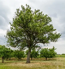065 2015 05 25 Speierling Am Hohlweg (Wiki Loves Earth 2015)