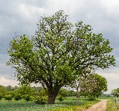 072 2015 05 25 Speierling Südlich Von Meckenheim (Wiki Loves Earth 2015)