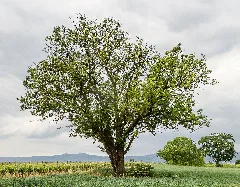 073 2015 05 25 Speierling Südlich Von Meckenheim (Wiki Loves Earth 2015)