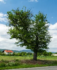 078 2015 05 26 Speierling An Der Ehemaligen B 38 (Wiki Loves Earth 2015)