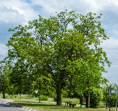 083 2015 05 26 Zwei Walnussbäume (Wiki Loves Earth 2015)