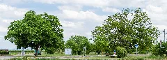 084 2015 05 26 Zwei Walnussbäume (Wiki Loves Earth 2015)