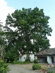 1 Eiche In Aalen Affalterwang