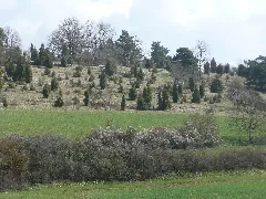 12Ha Großes Naturschutzgebiet Storrenberg (Wacholderheide, Schafweide) Bei Dachtel Panoramio