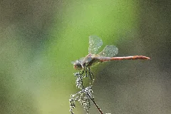 2009 08 19 (16) Große Heidelibelle, Sympetrum Striolatum