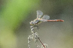 2009 08 19(17)Große Heidelibelle, Sympetrum Striolatum