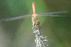2009 08 19(22)Große Heidelibelle, Sympetrum Striolatum
