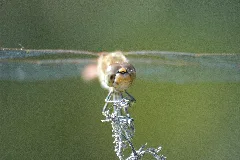 2009 08 19(23)Große Heidelibelle, Sympetrum Striolatum