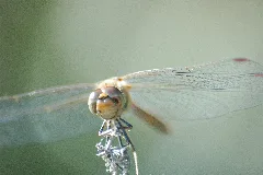 2009 08 19(24)Große Heidelibelle, Sympetrum Striolatum