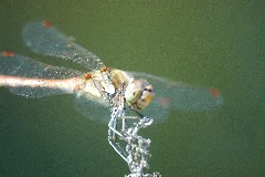 2009 08 19(29)Große Heidelibelle, Sympetrum Striolatum