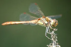 2009 08 19(35)Große Heidelibelle, Sympetrum Striolatum
