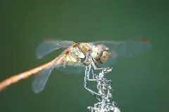 2009 08 19(36)Große Heidelibelle, Sympetrum Striolatum