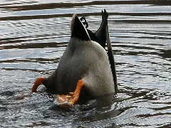 2009 11 11 (6) Wild Duck, Stockente, Anas Platyrhynchos