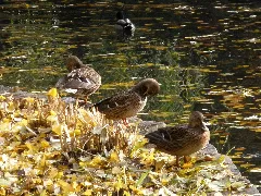 2009 11 11 Wild Duck, Stockente, Anas Platyrhynchos